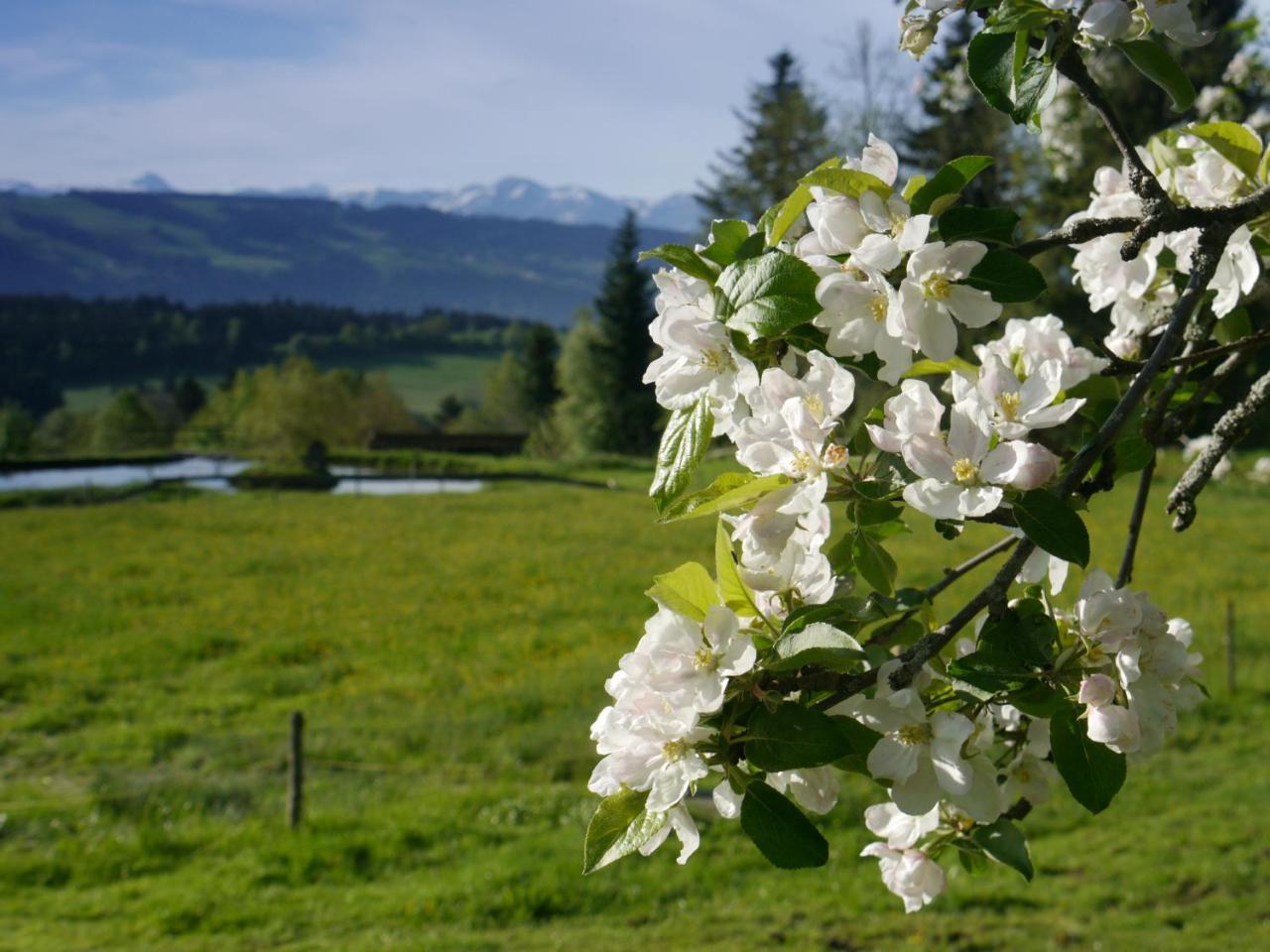 Hotel Alpenrose Gut Schlafen & Fruehstuecken Scheidegg Exterior photo